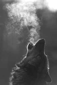 wolf 3